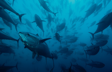 マグロも自然散骨 ペットの粉骨専門サイト