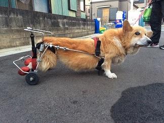 車犬